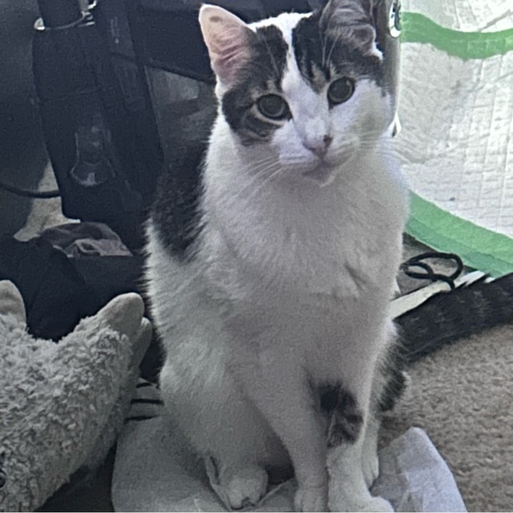 Meet your Posher, Dawn - Picture 3 of 10